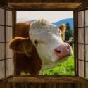What’s the Big Beef?