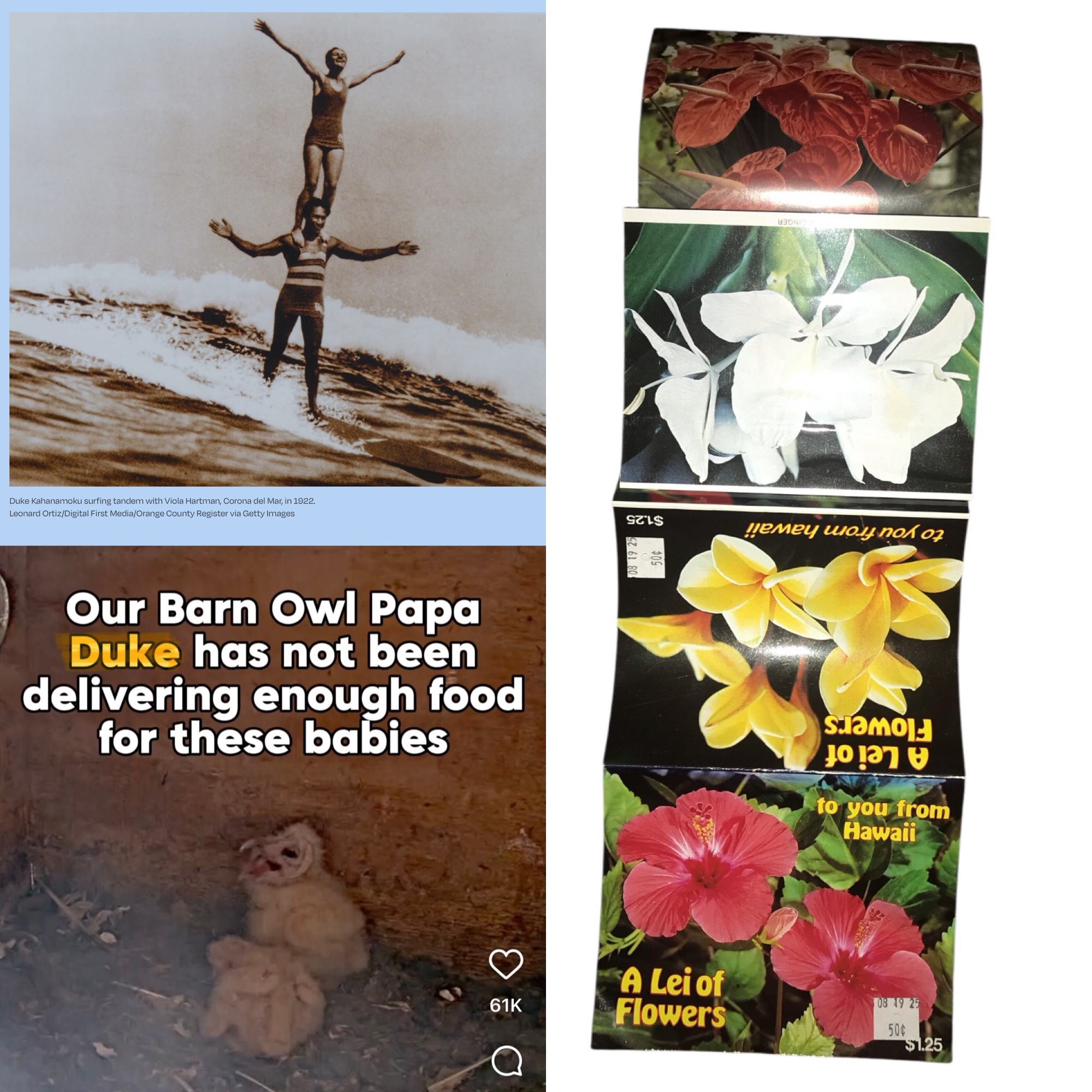 What is the significance of “Leis of flowers,” Papa Duke, and his owlet?